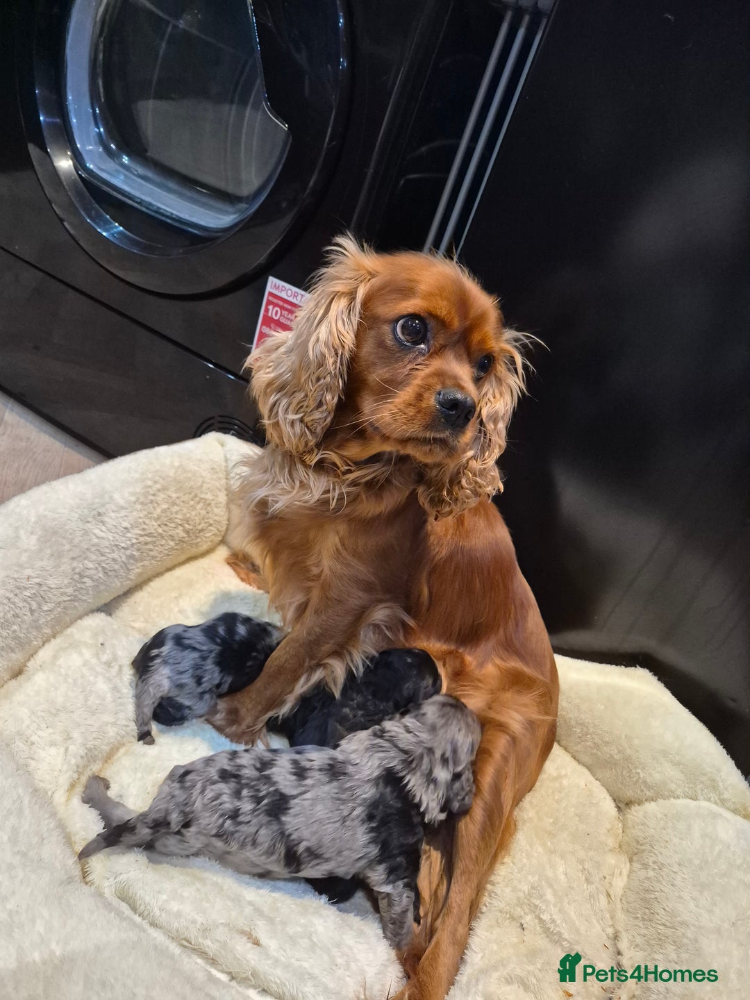 Cavapoo dogs for sale: Rare merle f1 cavapoo puppies  - Advert 5