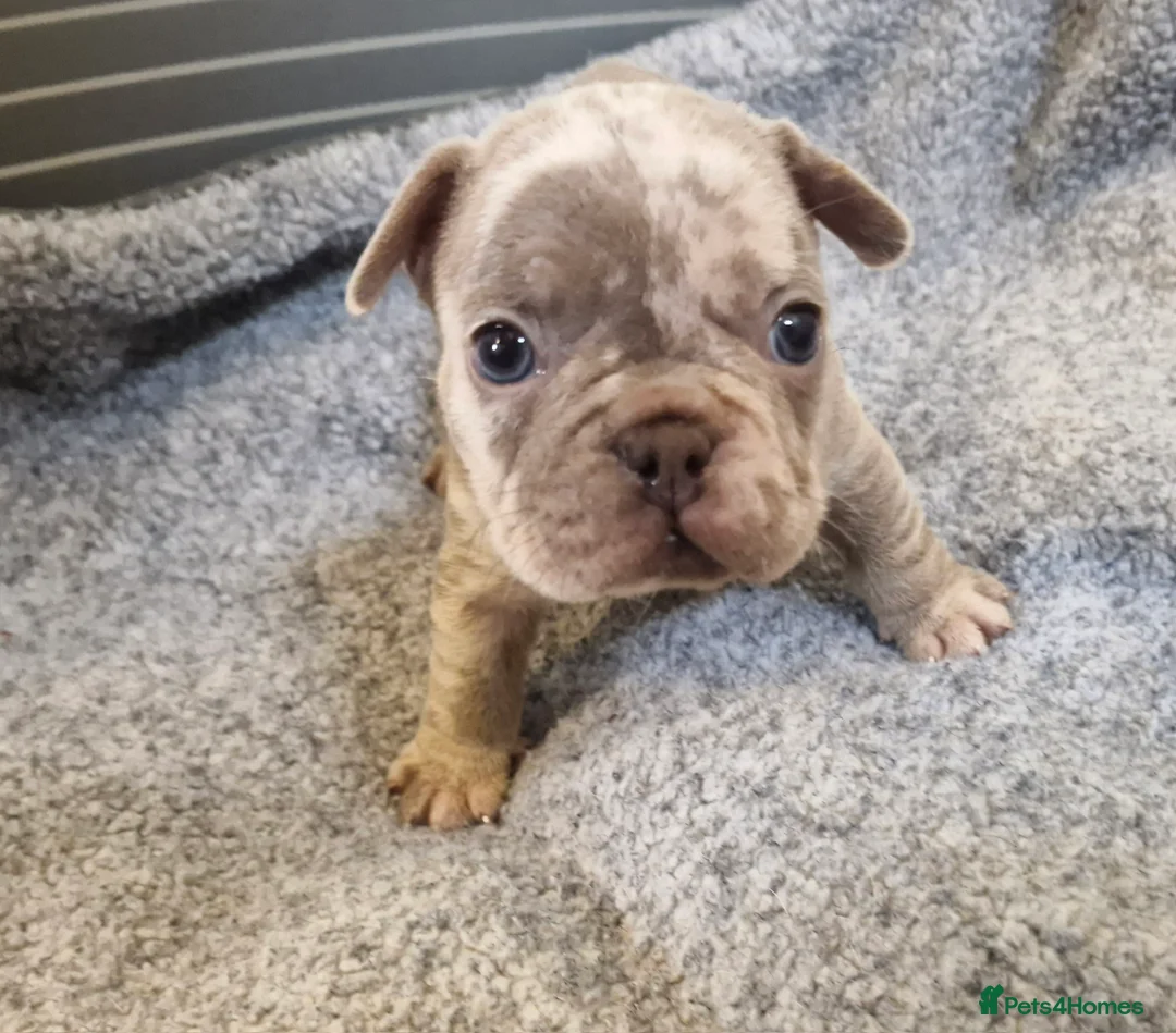 French Bulldog dogs for sale: Stunning dwkc merle french bulldogs  - Advert 19