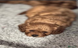 Cavapoo dogs for sale: Strong chunky cavapoo boy puppies ❤️ - Image 12