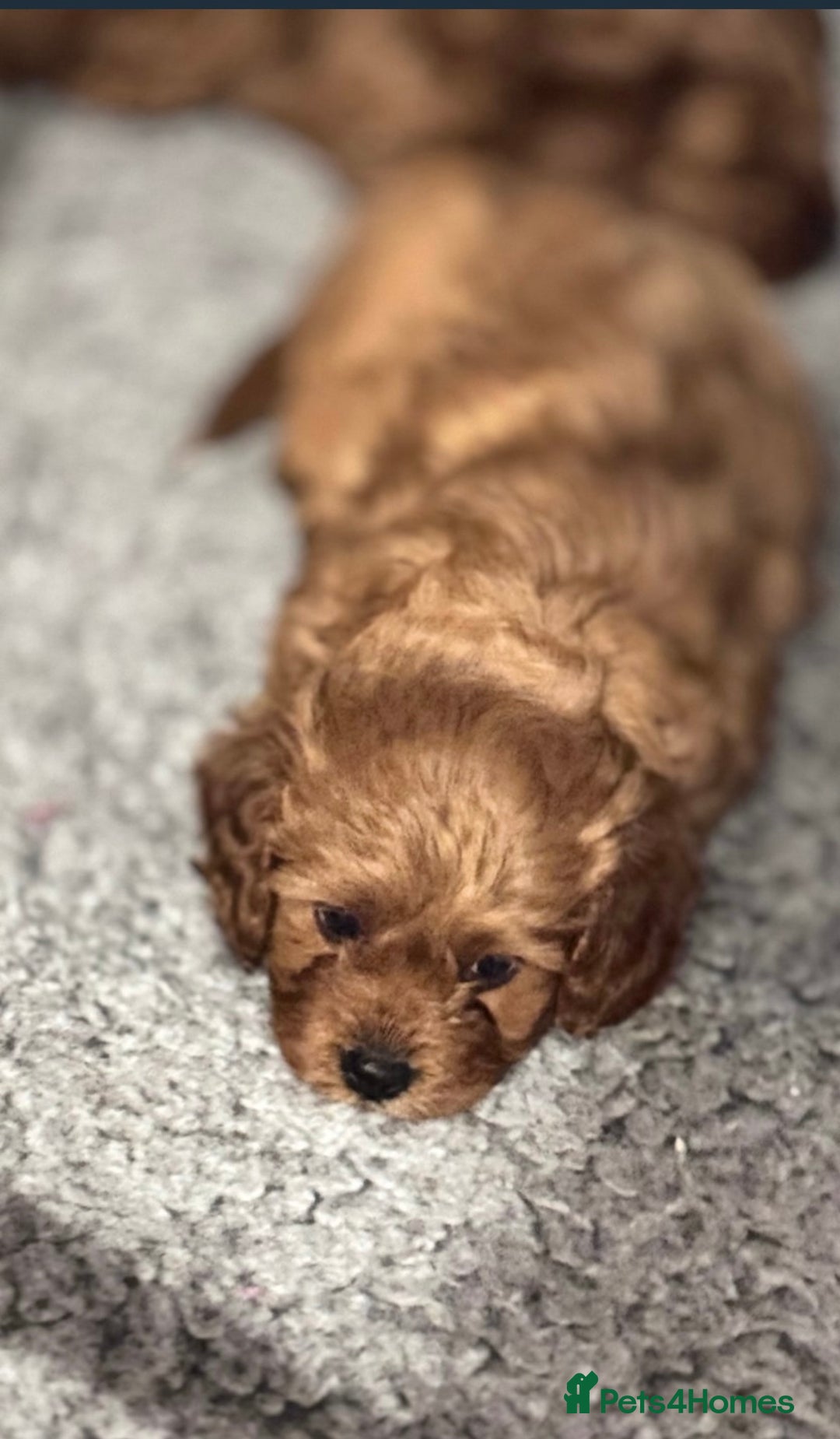 Cavapoo dogs for sale: Strong chunky cavapoo boy puppies ❤️ - Image 12