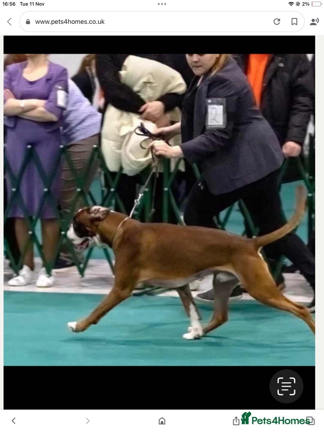 Boxer dogs for sale: **An Exceptional Show-Quality Litter Expected** - Advert 3
