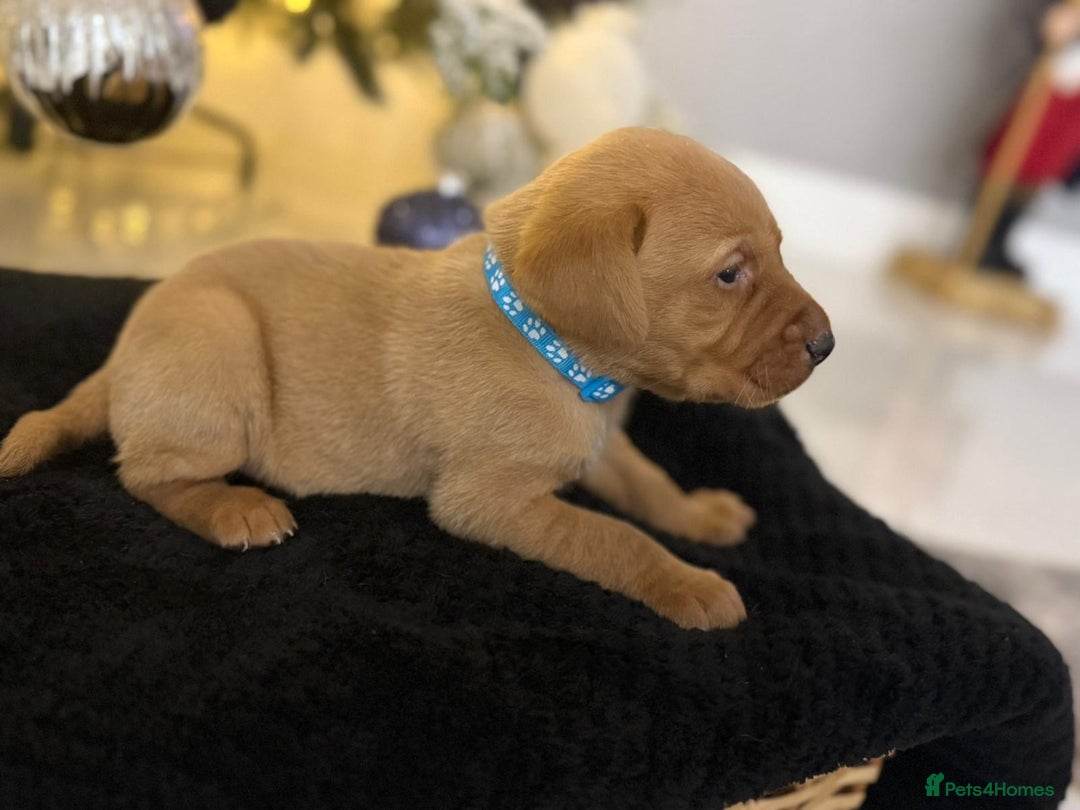 Labrador Retriever dogs for sale: Beautiful fox red puppies  - Advert 10