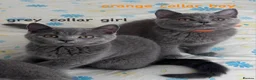British Shorthair cats for sale: READY TO GO! Gorgeous British Shorthairs ! - Advert 16