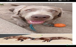 Labrador Retriever dogs for sale: Beautiful Foggy  - Image 7