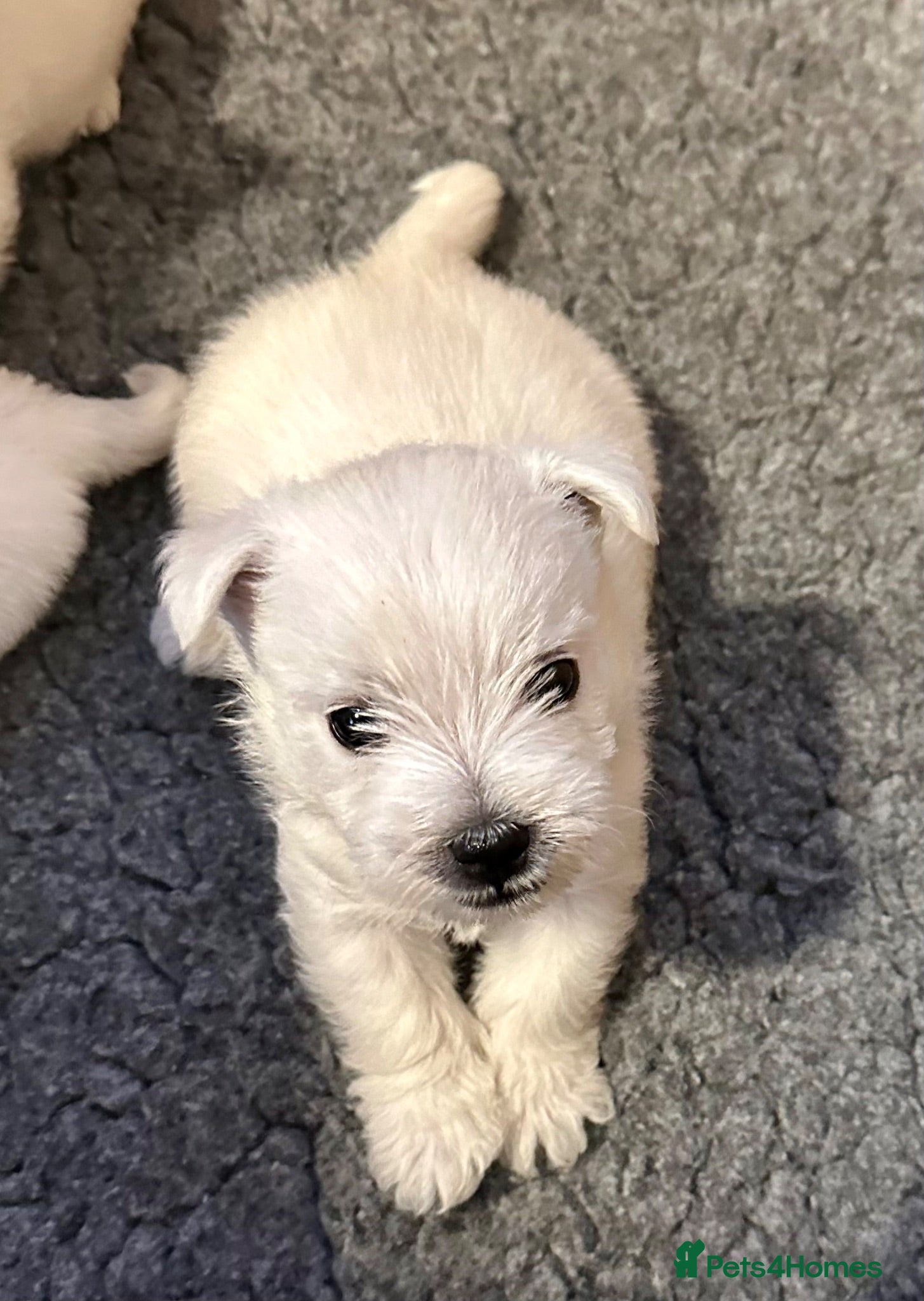 West Highland Terrier dogs Beautiful KC registered westie puppies - Advert 17