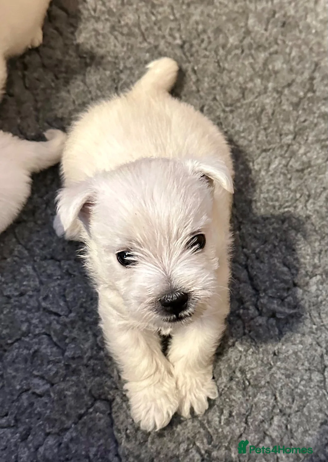 West Highland Terrier dogs for sale: Beautiful KC registered westie puppies - Advert 1