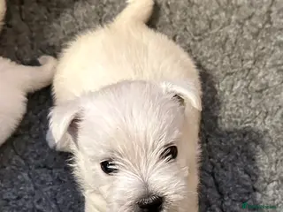 West Highland Terrier dogs Beautiful KC registered westie puppies.Only 3 left - Advert 5