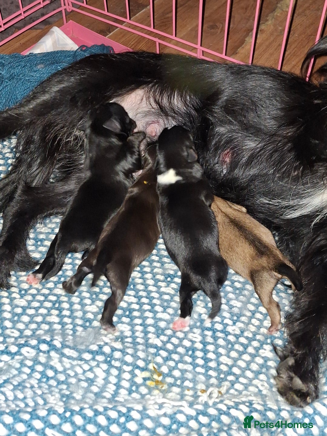 Patterjack dogs for sale: Patterdale/Jack Russell pups for sale 2 boys left - Advert 1