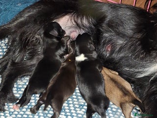 Patterjack dogs Patterdale/Jack Russell pups for sale 2 boys left - Advert 1