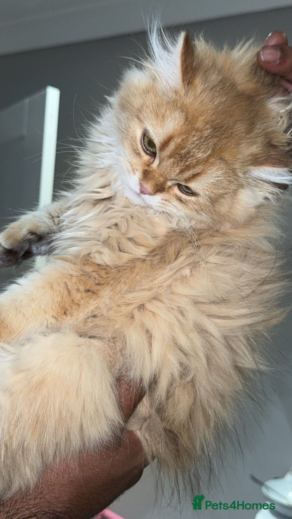 British Longhair cats Ginger British long hair cat - Advert 4