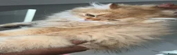 British Longhair cats for sale: Ginger British long hair cat - Advert 1