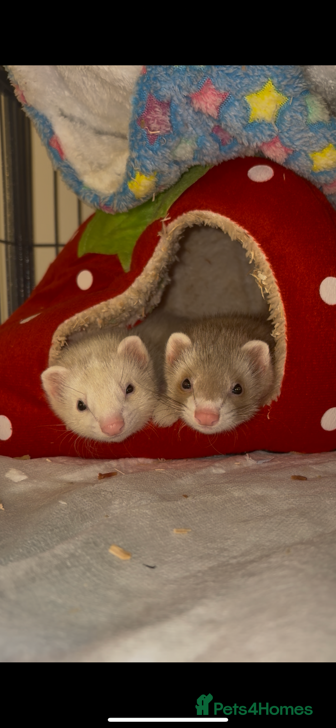 Ferret rodents for sale: 2 Ferret Jills 4 months old  - Advert 1