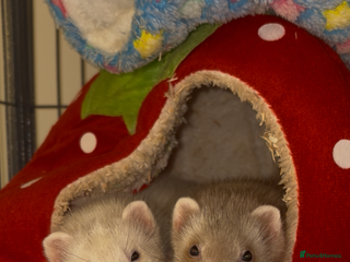 Ferret rodents 2 Ferret Jills 4 months old - Advert 1