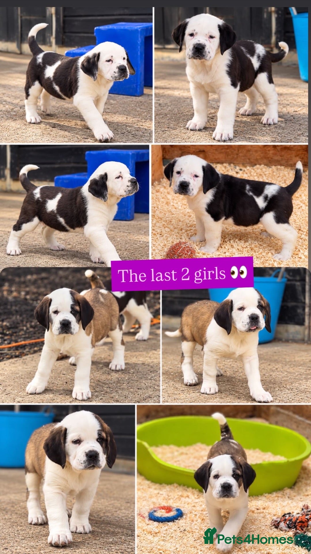 Mixed Breed dogs 🐾Cane Corso × St Bernard Puppies 🐾 4 GIRLS LEFT - Advert 1