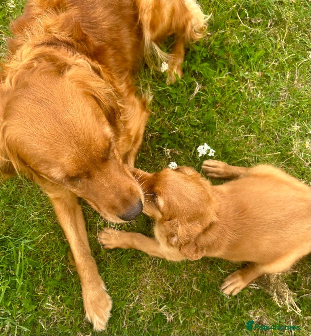 Mixed Breed dogs for sale: Rare Litter of Golden Irish puppies available  - Image 12