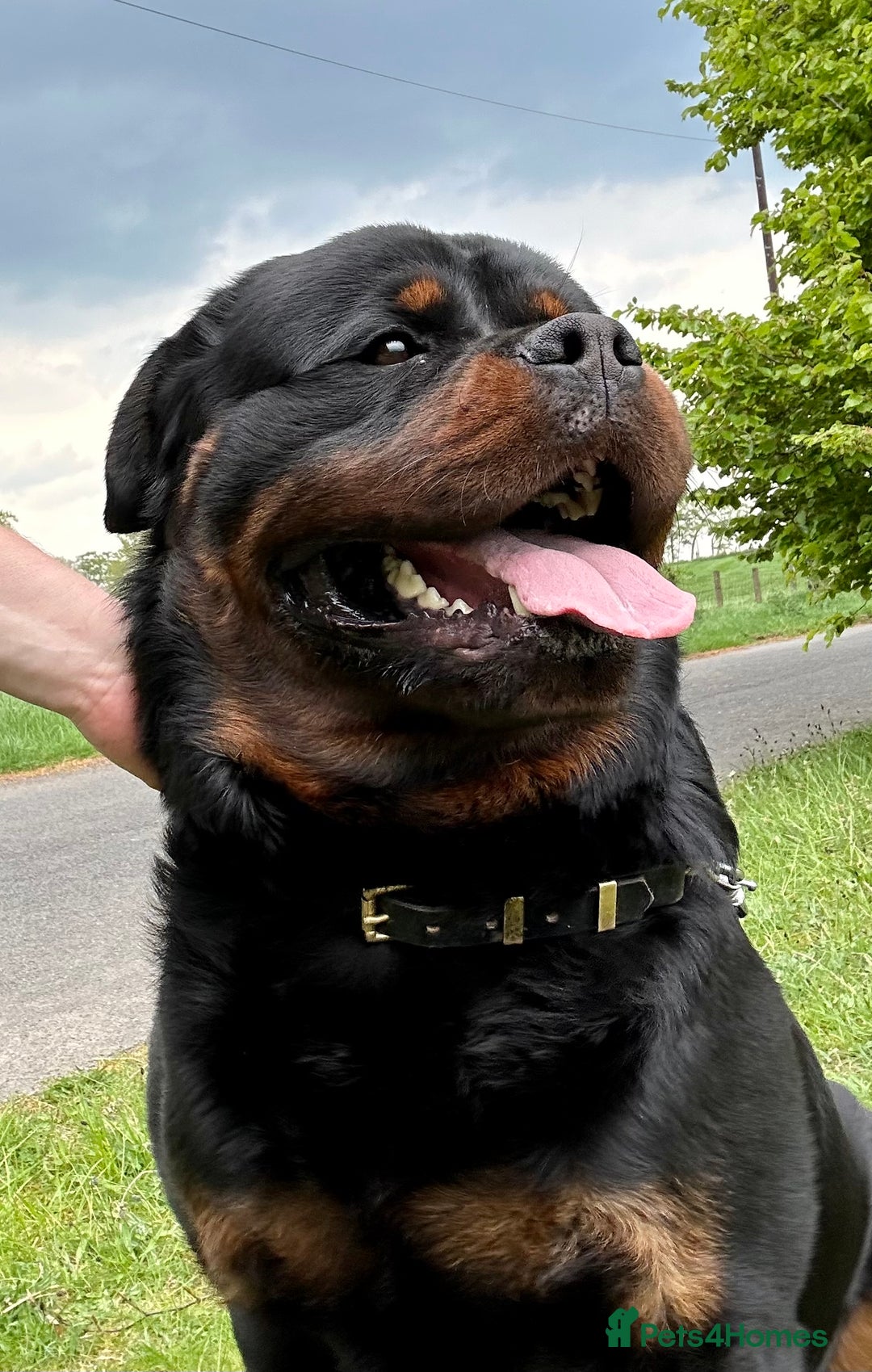Rottweiler dogs for sale: 5-Generation Kennel Club Rottweiler Puppies  - Advert 7