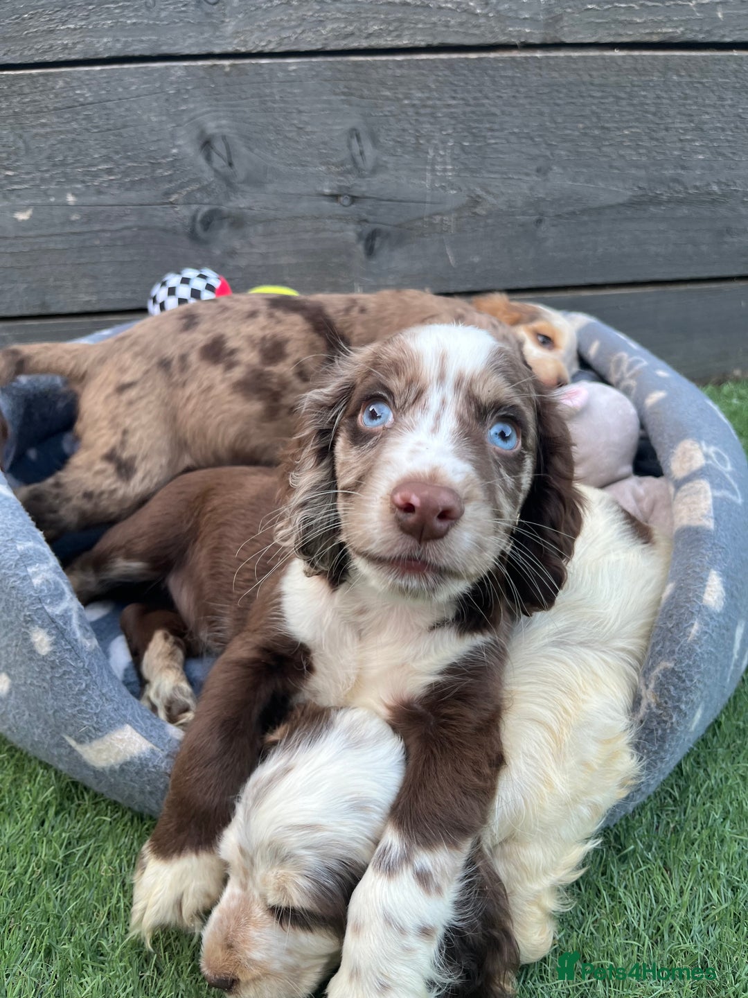 Cocker Spaniel dogs for sale: ❤️Gorgeous, Happy, Healthy, Spaniel babies 💙 - Image 27
