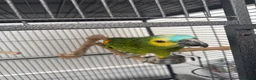 Parrots birds for sale: Blue fronted Amazon - Advert 1