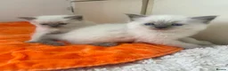 Ragdoll cats for sale: Kittens  - Advert 15