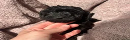 Miniature Poodle dogs for sale: Miniature poodles - Advert 9