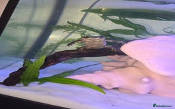 Newt reptiles for sale: Sharp ribbed newts  - Image 4