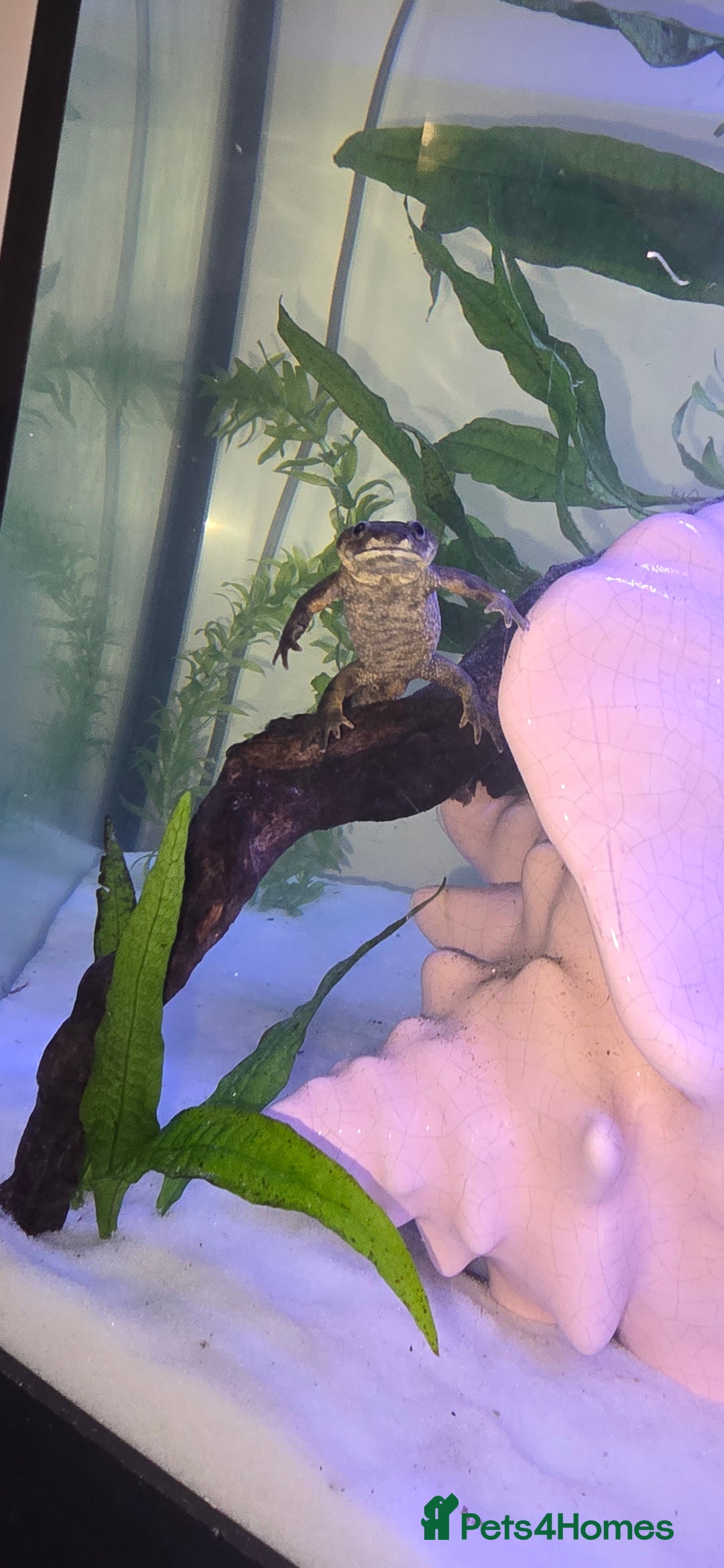 Newt reptiles for sale: Sharp ribbed newts  - Image 4