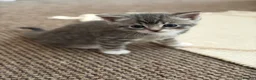 Mixed Breed cats for sale: Kittens Looking for Their Forever Homes!  - Advert 13