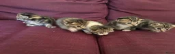 Mixed Breed cats for sale: 12 kittens available - Advert 28