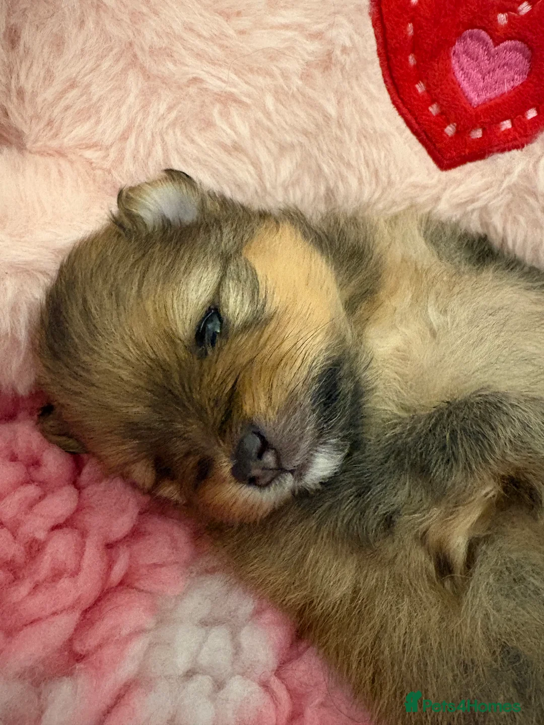 Pomeranian dogs for sale: Rkc Pomeranian Puppys looking for 5* homes - Advert 4