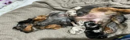 Miniature Dachshund dogs for sale: LONG HAIRED MINIATURE RUSSIAN DACHSHUNDS  - Advert 5