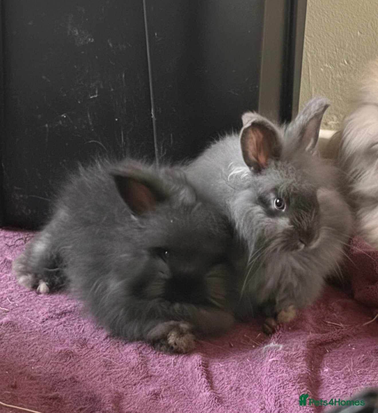 Angora rabbits Angora boys - Advert 7