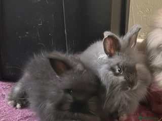 Angora rabbits Angora boys - Advert 5