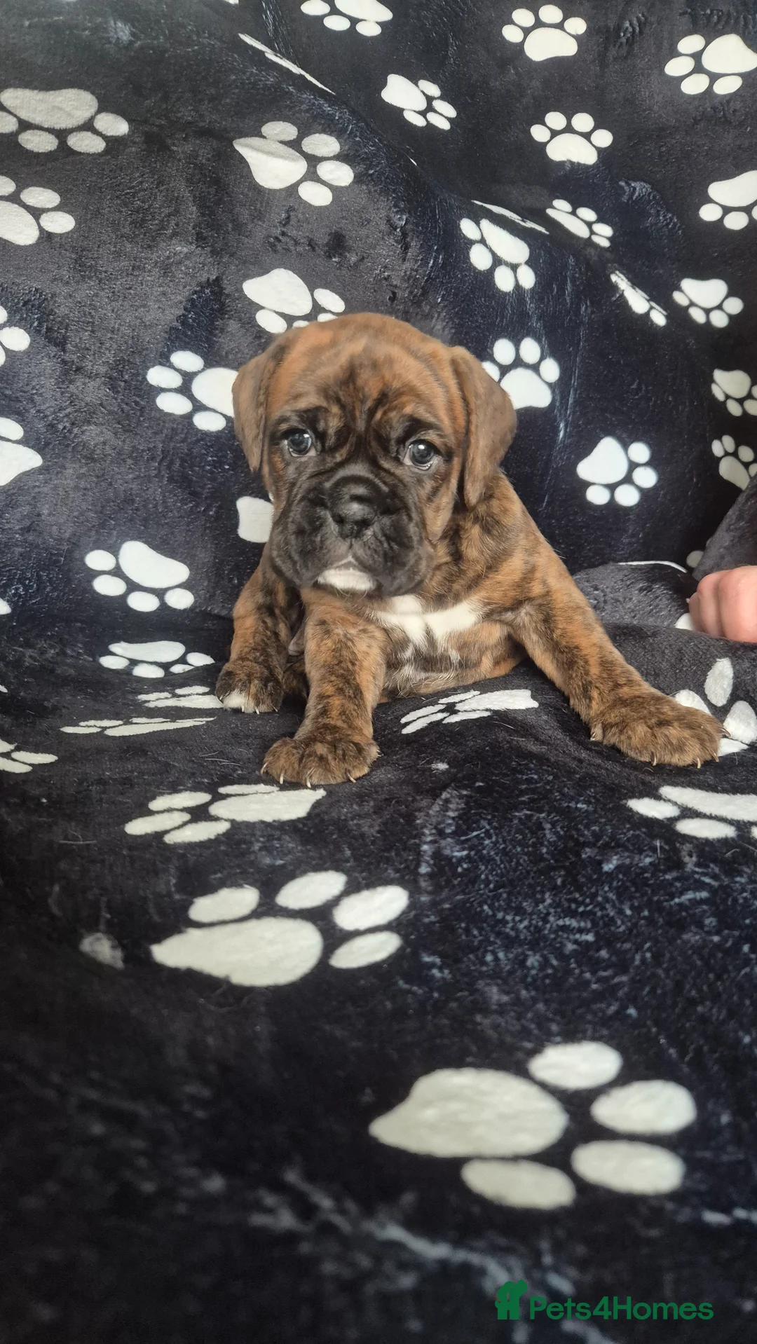 Boxer dogs for sale: Beautiful chunky boxer pups in Rotherham - Advert 2