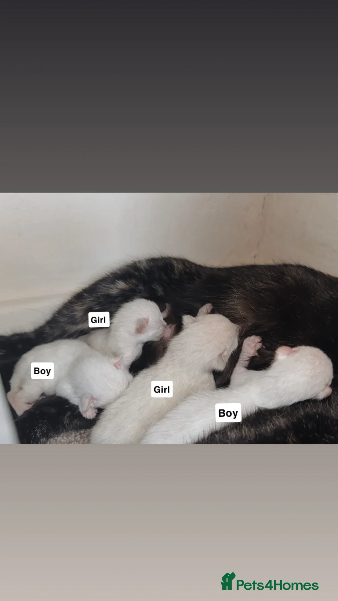 Siamese cats for sale: Beautiful Siamese Kittens🐾 in Wadebridge - Advert 2