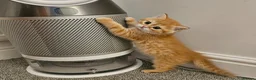 Scottish Fold cats for sale: Adorable Scottish Fold Straight Ear Tabby Kittens  - Advert 16