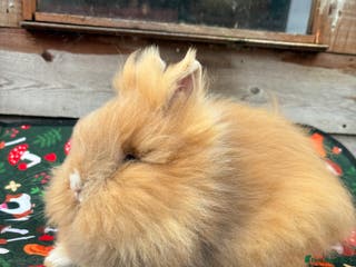 Lionhead rabbits Double mane lion head rabbits for sale - Advert 9