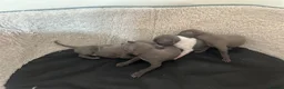 Italian Greyhound dogs for sale: Girls and boys available  - Advert 4