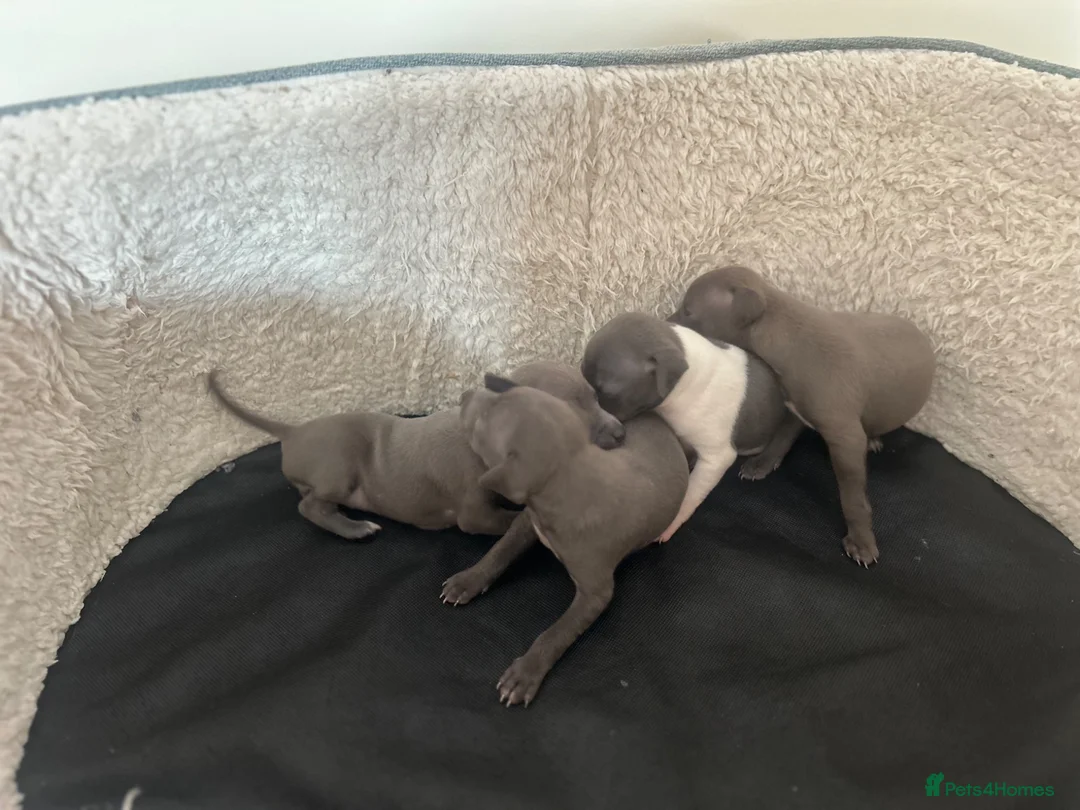 Italian Greyhound dogs for sale: Girls and boys available  - Advert 4