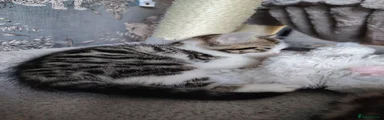 Bengal 3