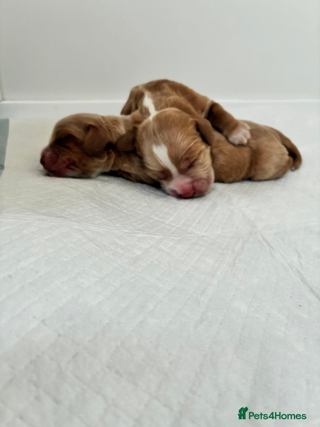 Cocker Spaniel dogs for sale: KC Registered and Vet checked Pups - Advert 5