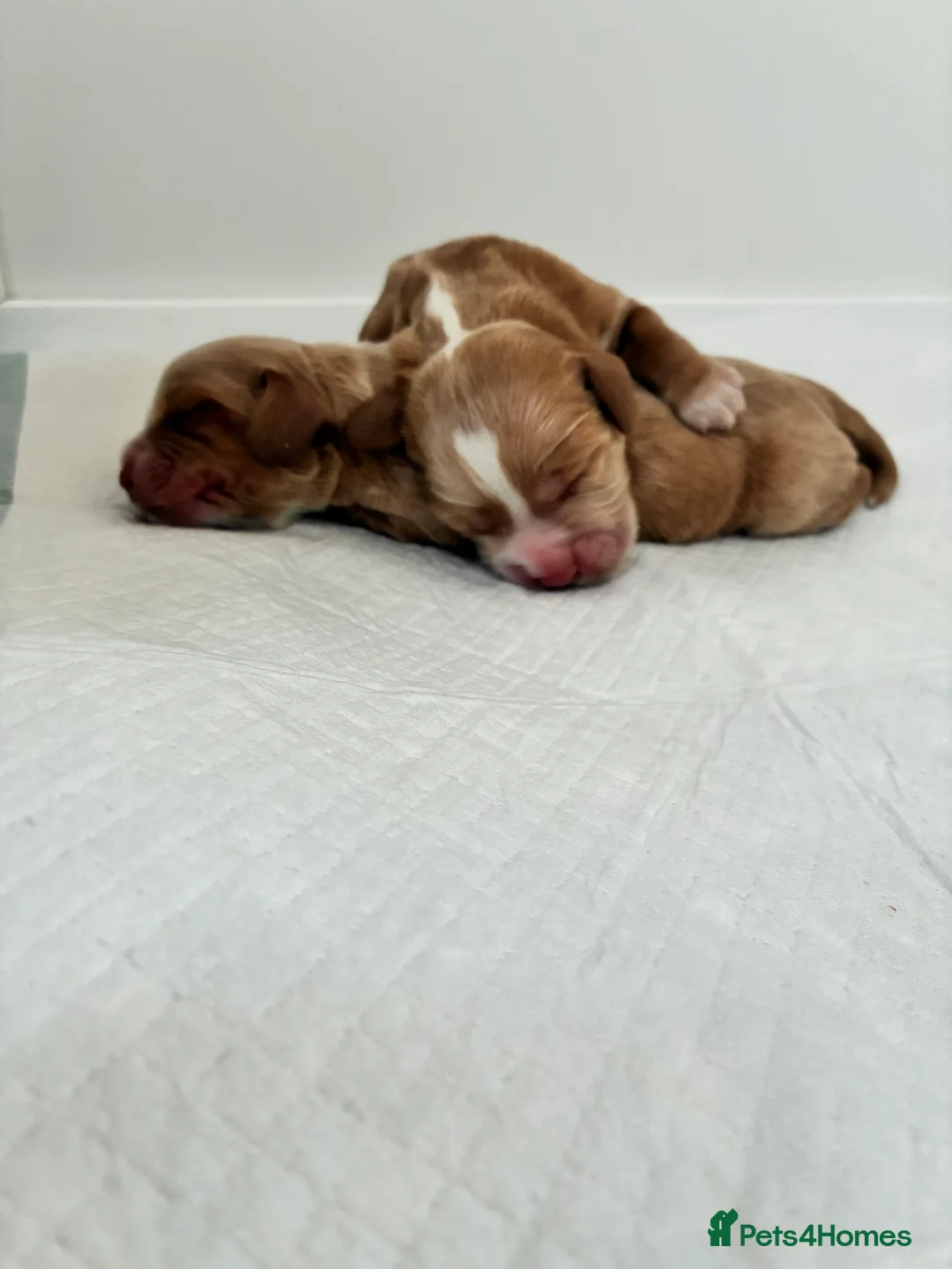 Cocker Spaniel dogs for sale: KC Registered and Vet checked Pups - Advert 24