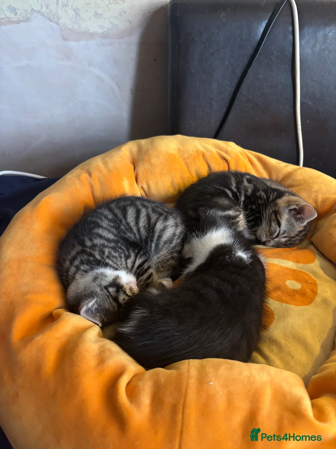 Mixed Breed cats for sale: Gorgeous male kittens - Advert 2