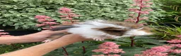 Guinea Pig rodents for sale: 5 gorgeous 🐹 Guinea pigs  - Advert 14