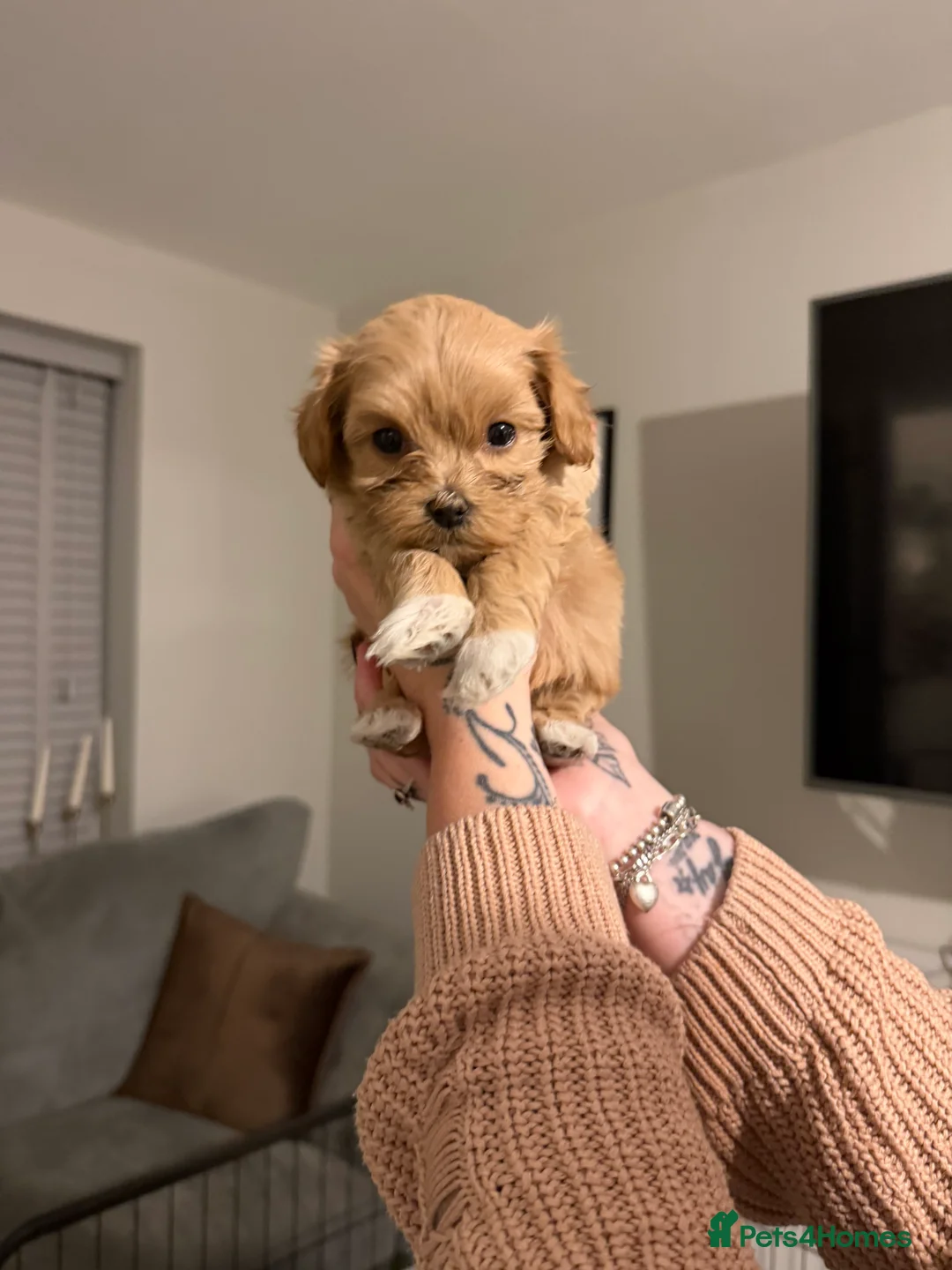 Mixed Breed dogs for sale: Cavamaltipoo - Advert 3