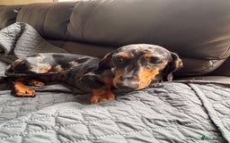Dachshund dogs for sale: 9 month old dachshund for sale  - Image 3