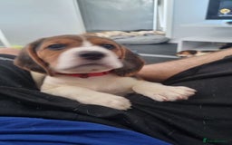 Beagle dogs for sale: 3 beautiful beagle pups for sale - Advert 1