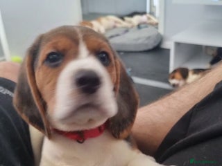 Beagle dogs 3 beautiful beagle pups for sale - Advert 1