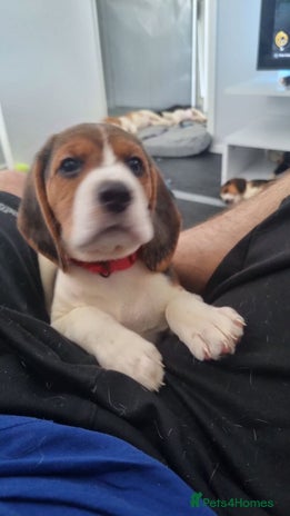 Beagle dogs 3 beautiful beagle pups for sale - Advert 1