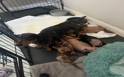Dachshund dogs for sale: Mini dachshund puppies  - Image 9