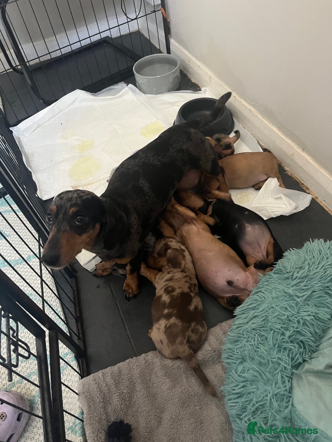 Dachshund dogs for sale: Mini dachshund puppies  - Image 9